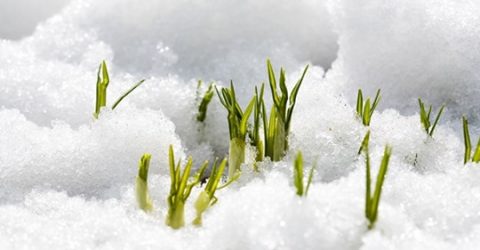 La fuerza vital que nunca puede extinguirse