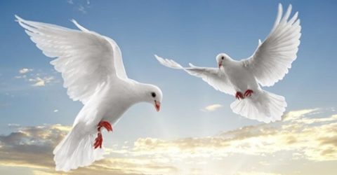 Una “paloma mensajera” trae noticias críticas