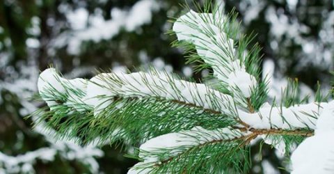 Las palabras de Dios crean milagros de vida